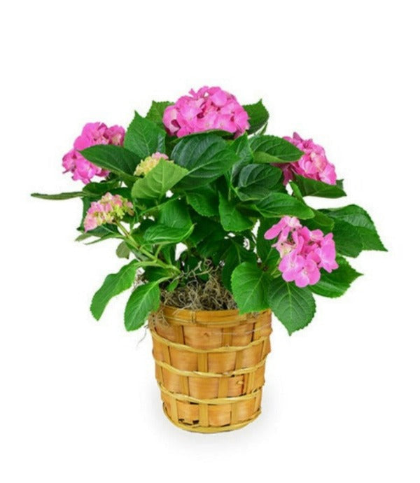 Hydrangea Plant