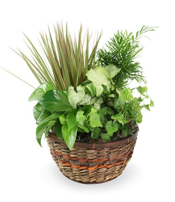 Medium Basket