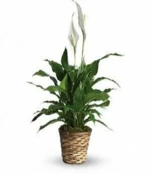 Peace Lily