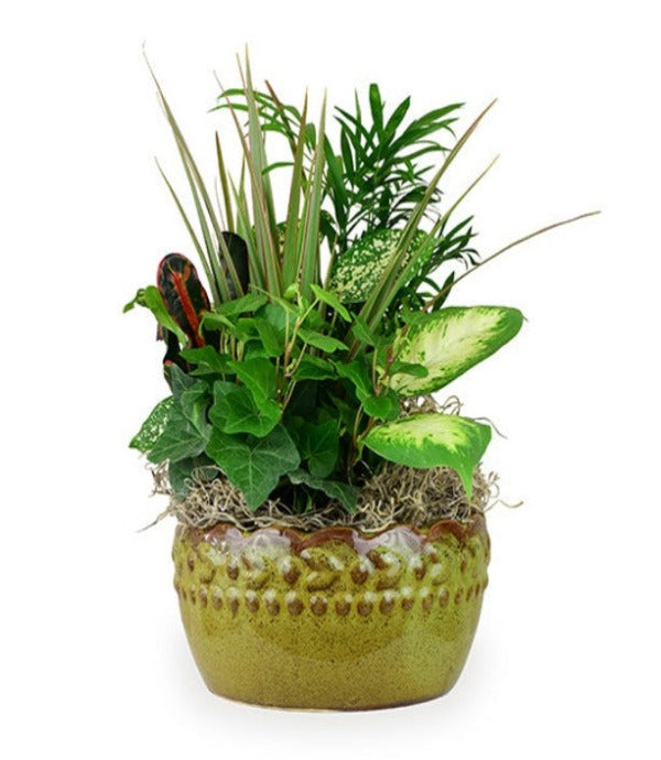 Large Dish Garden